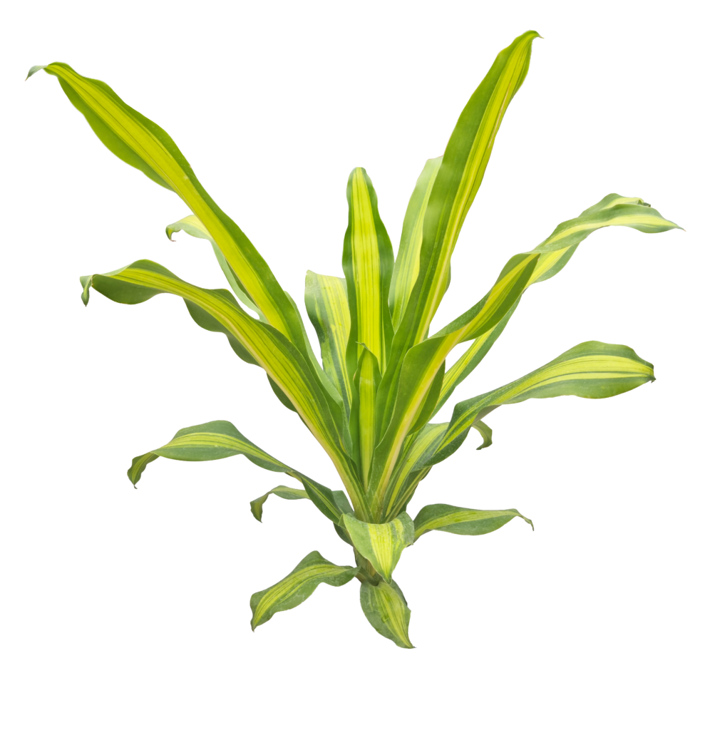 Plante d'extérieur décorative – Gaëtan Piscine & Jardin