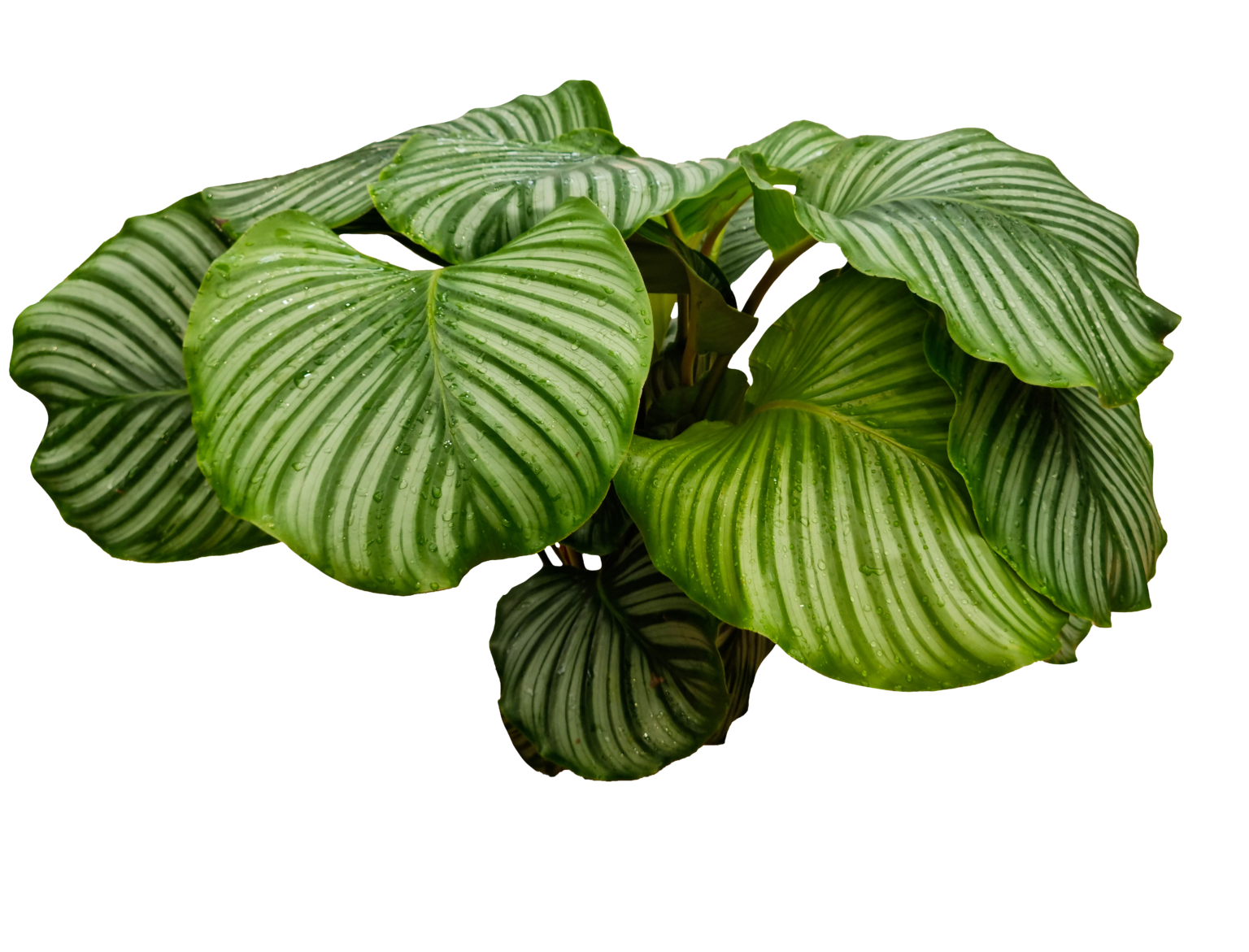 Plante verte décorative feuillue – Gaëtan Piscine & Jardin