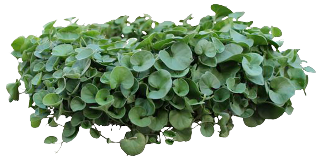 Plante verte d'ornement – Gaëtan Piscine & Jardin