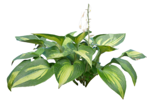 Feuilles vertes décoratives – Gaëtan Piscine & Jardin